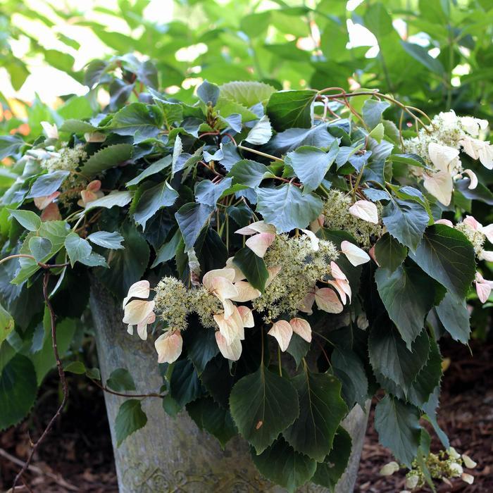 Schizophragma hydrangeoides Rose Sensation™