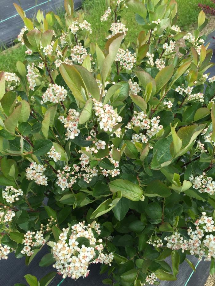Aronia melanocarpa Low Scape Hedger®