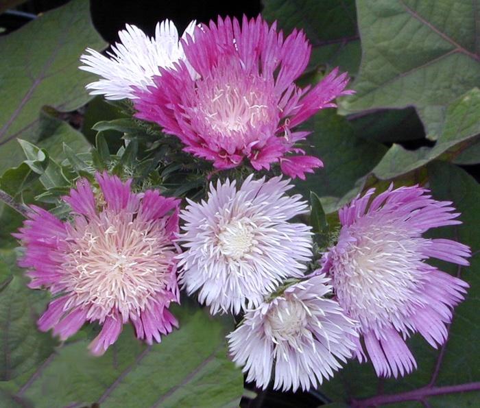 Stokesia laevis Color Wheel