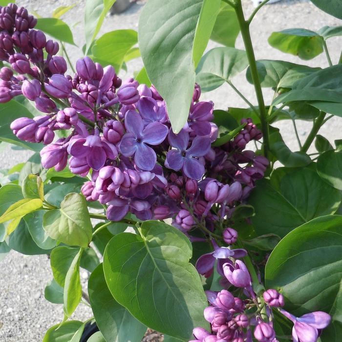 Syringa vulgaris Yankee Doodle