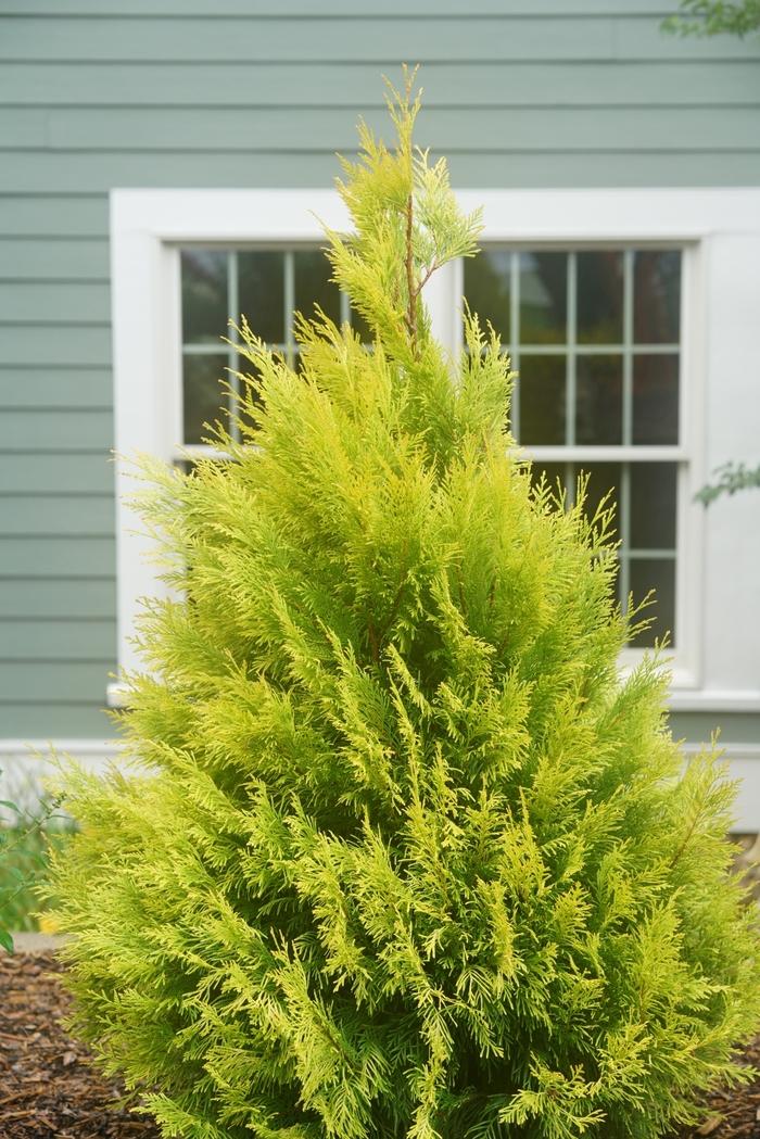 Thuja plicata Fluffy®