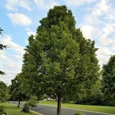 Tilia americana American Sentry®