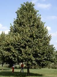 Tilia americana Redmond