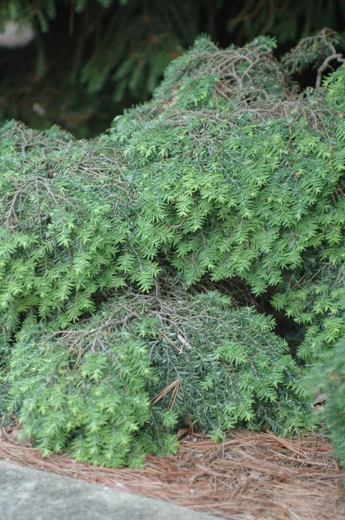 Tsuga canadensis Jeddeloh