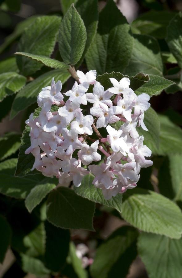Viburnum carlesii
