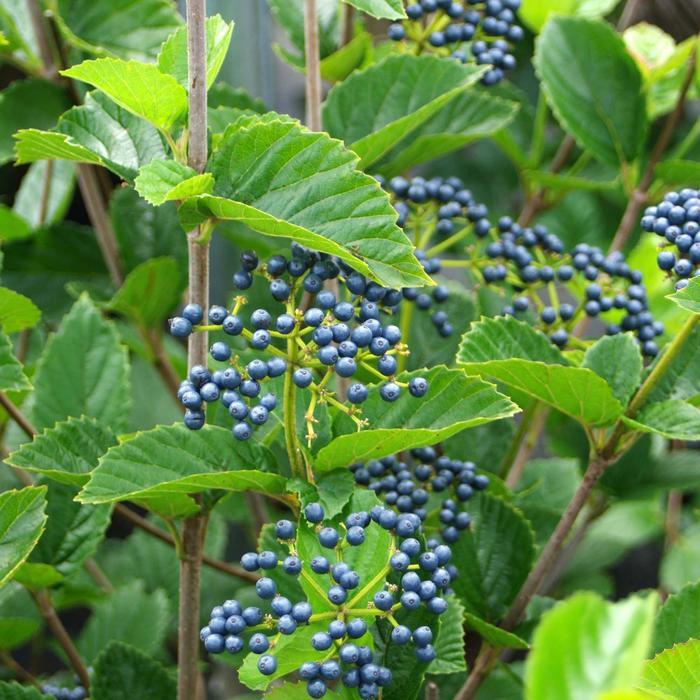 Viburnum dentatum Chicago Lustre®
