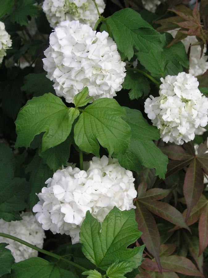 Viburnum opulus Roseum