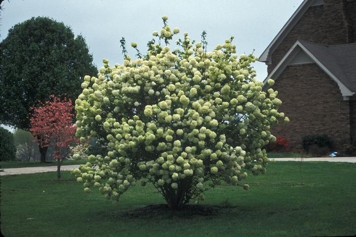 Viburnum opulus Sterile
