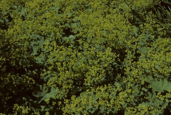 Alchemilla mollis Thriller
