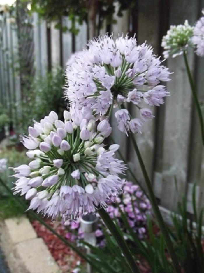 Allium lusitanicum Summer Beauty