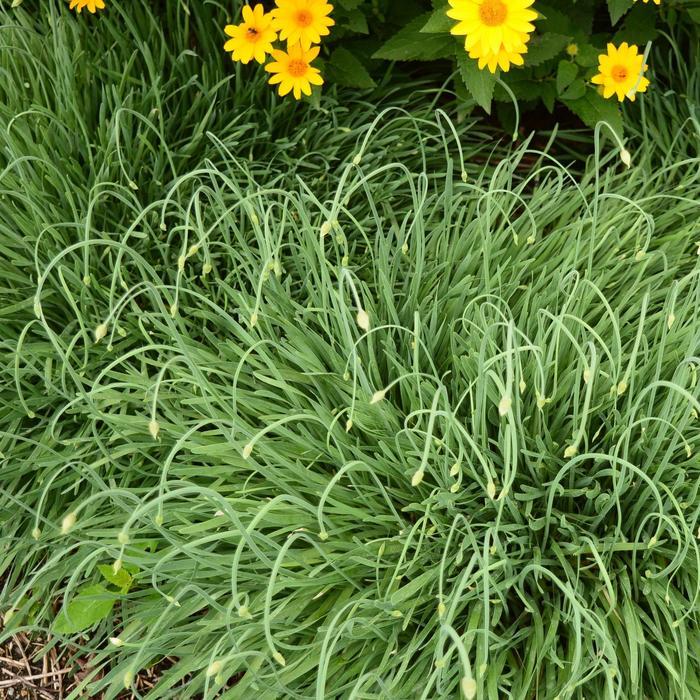 Allium Medusa