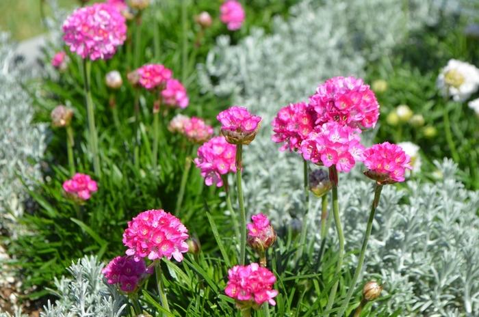 Armeria maritima Morning Star Deep Rose