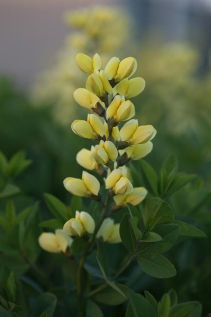 Baptisia Decadence® Lemon Meringue