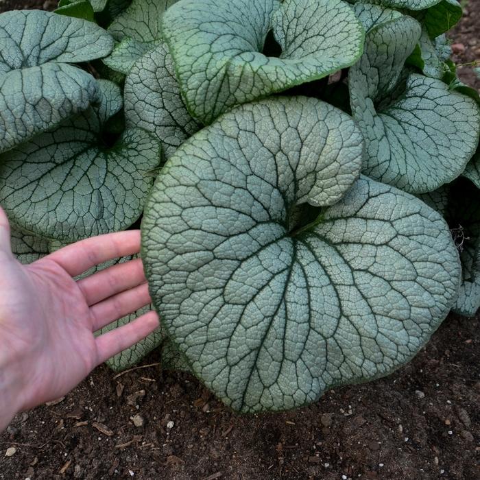 Brunnera macrophylla Sterling Silver