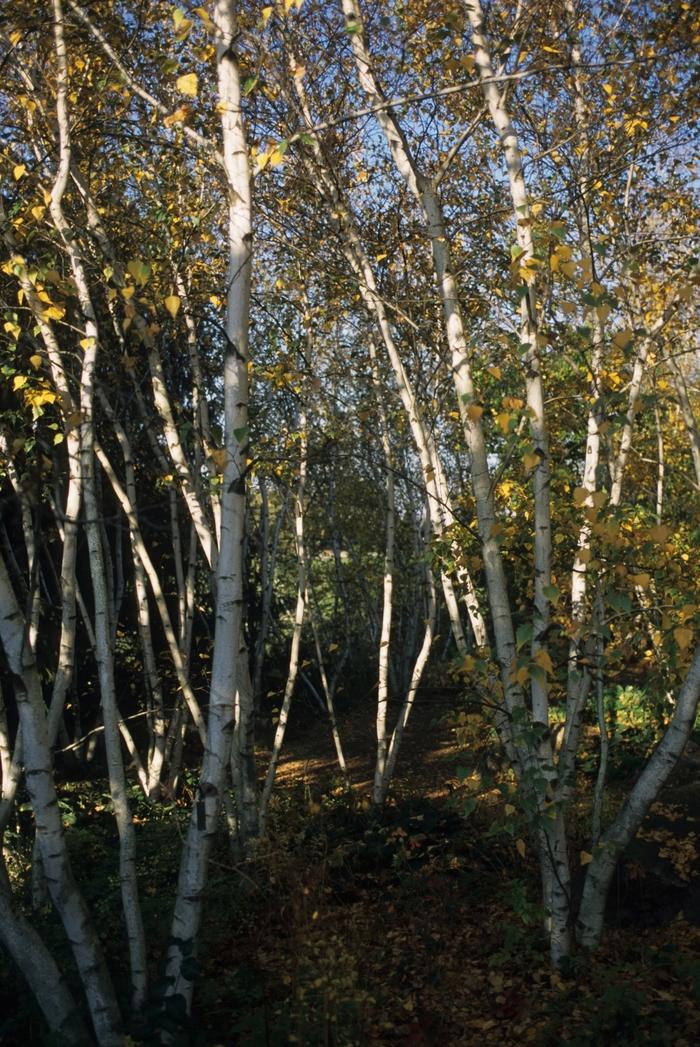 Betula populifolia Whitespire