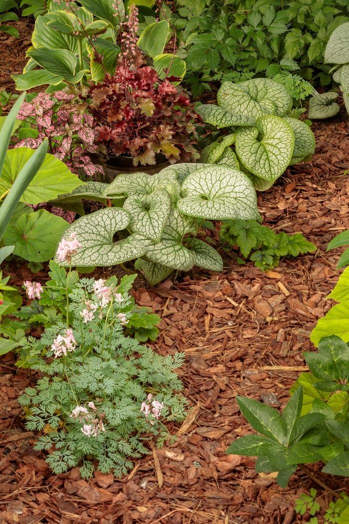 Brunnera macrophylla Jack of Diamonds