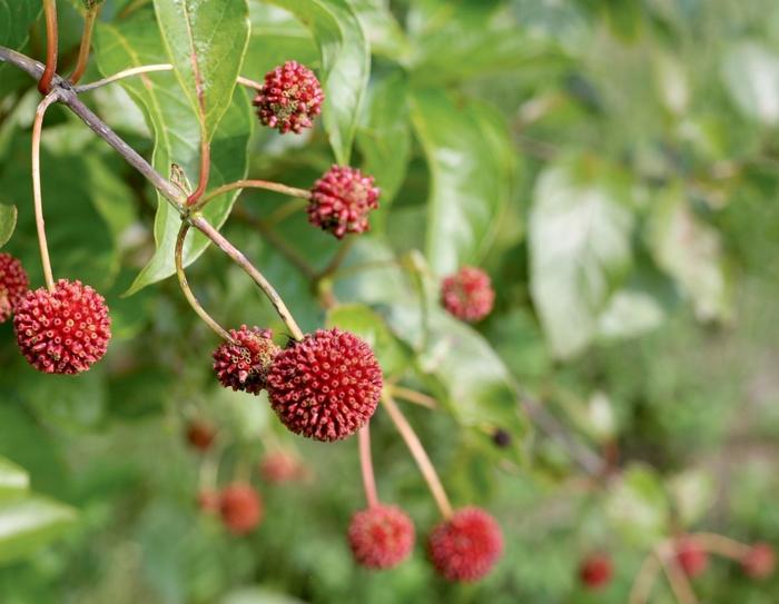 Cephalanthus occidentalis Sugar Shack®