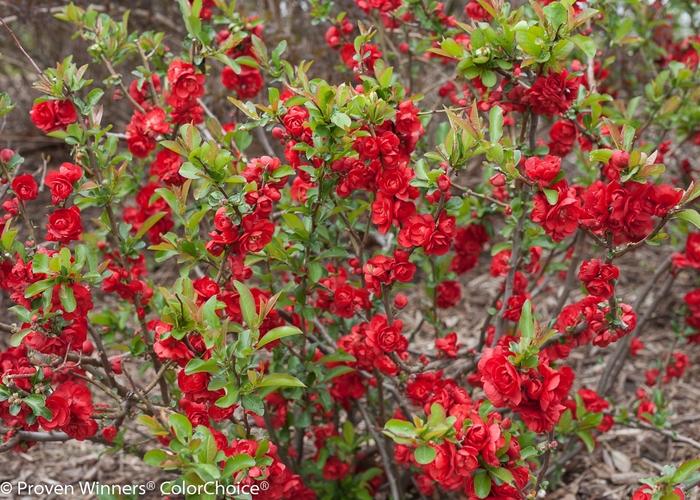 Chaenomeles speciosa Double Take® Scarlet