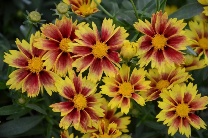 Coreopsis L'il Bang™ Enchanted Eve