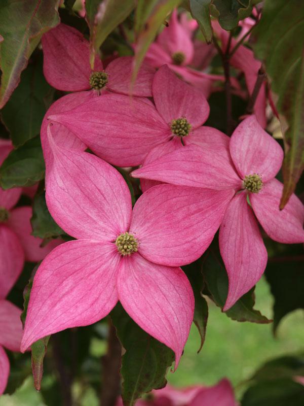Cornus Scarlet Fire®