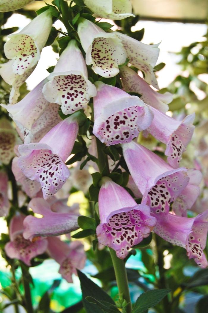 Digitalis purpurea Camelot™ Lavender