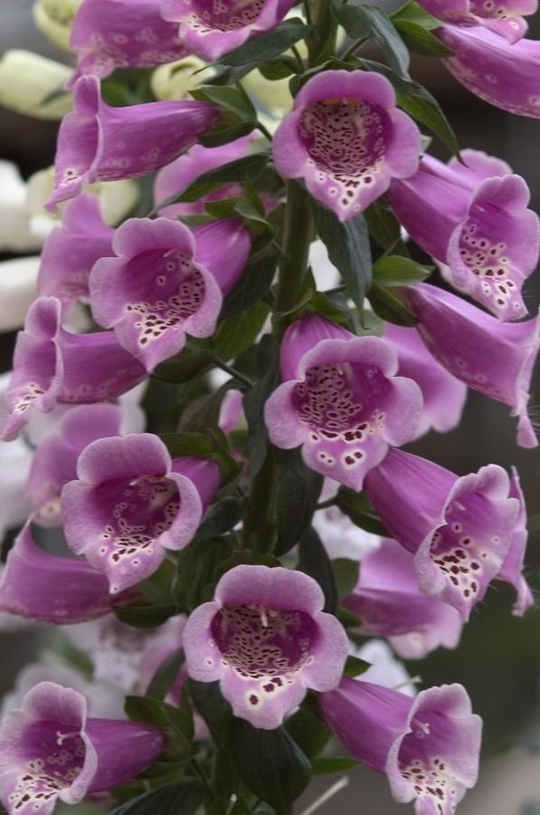 Digitalis purpurea Camelot™ Rose