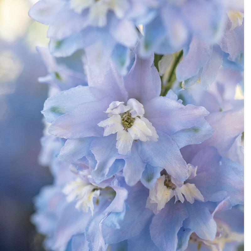 Delphinium elatum Magic Fountains Sky Blue White Bee