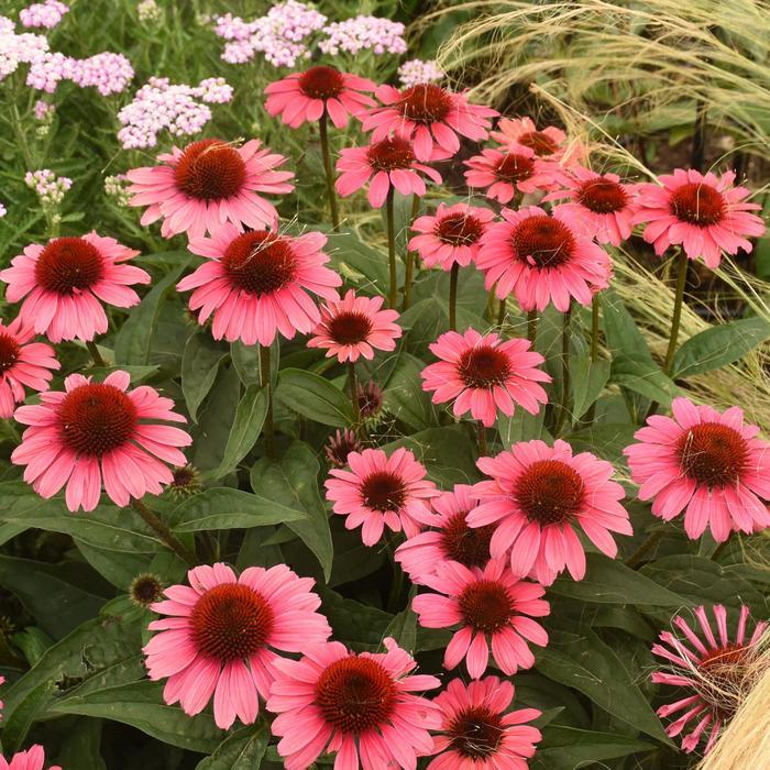 Echinacea Eye-Catcher™ Coral Craze