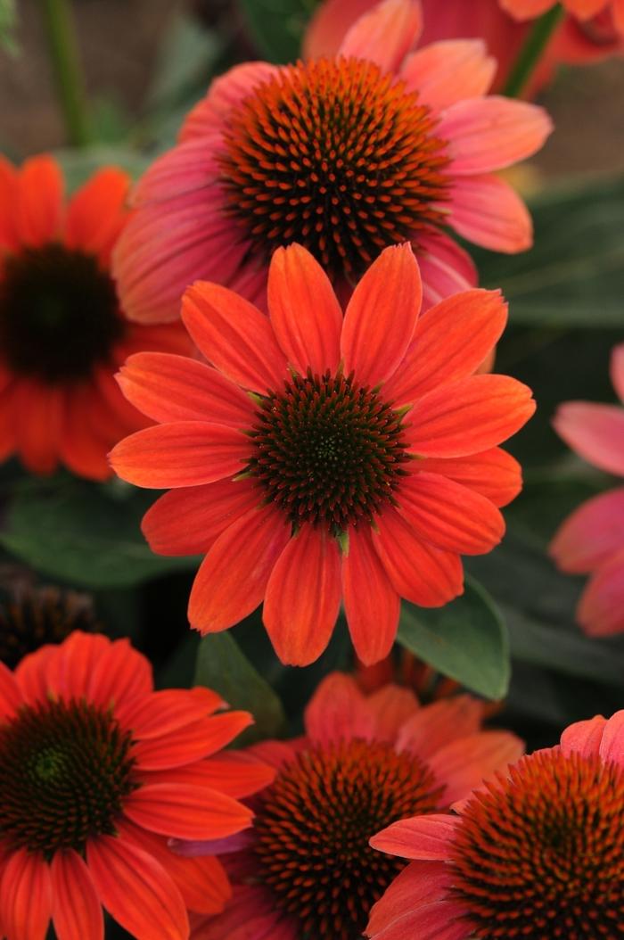 Echinacea purpurea Sombrero Poco™ Hot Coral
