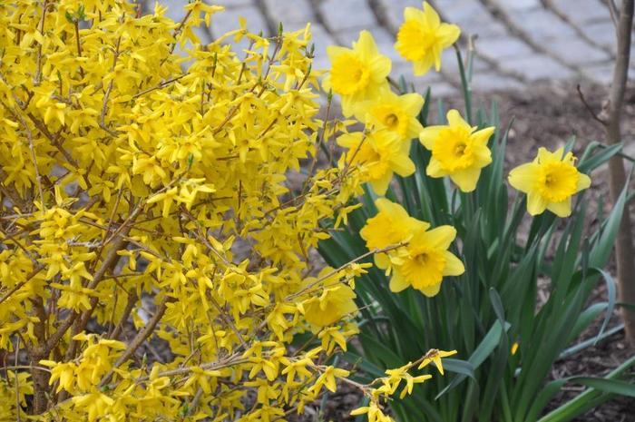 Forsythia x intermedia Magical® Gold