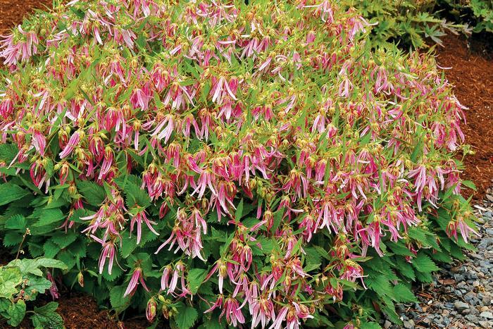 Campanula Pink Octopus
