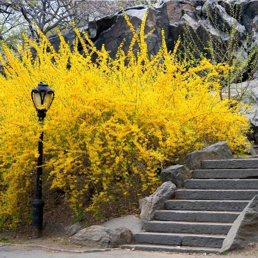 Forsythia Meadowlark