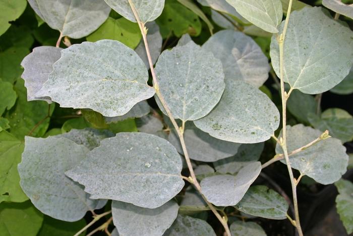 Fothergilla major Blue Shadow