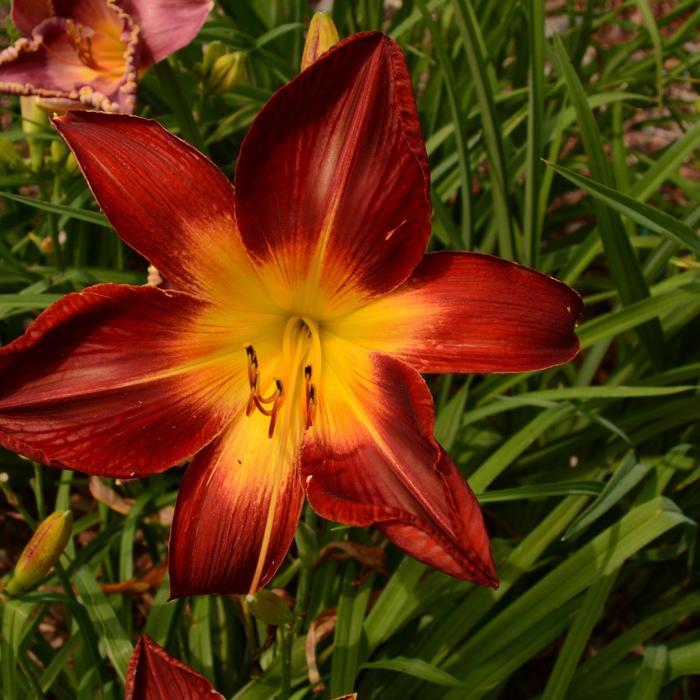 Hemerocallis Rainbow Rhythm® Ruby Spider