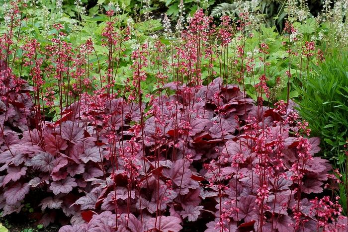 Heuchera Soda™ Grape Soda