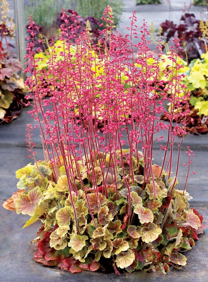 Heuchera Northern Exposure™ Sienna