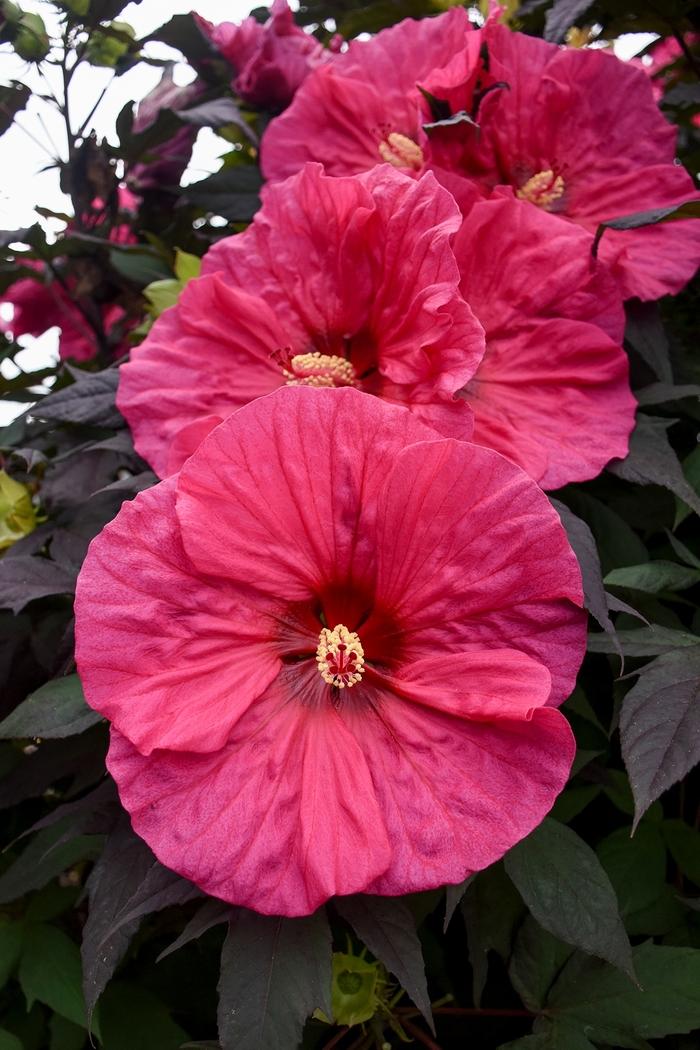 Hibiscus Summerific® Evening Rose
