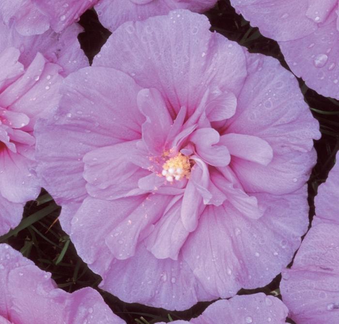 Hibiscus syriacus Lavender Chiffon®