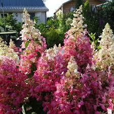 Hydrangea paniculata Candelabra™