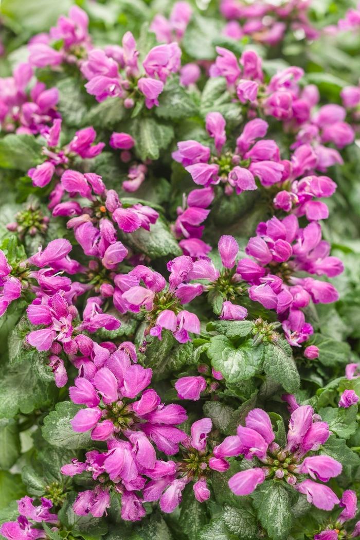 Lamium maculatum Purple Chablis™
