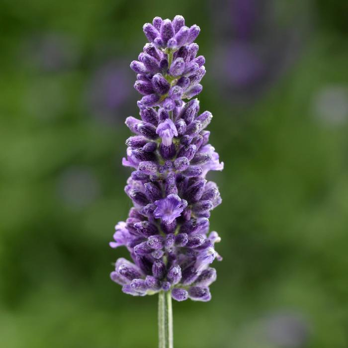 Lavandula angustifolia Vintro™ Blue