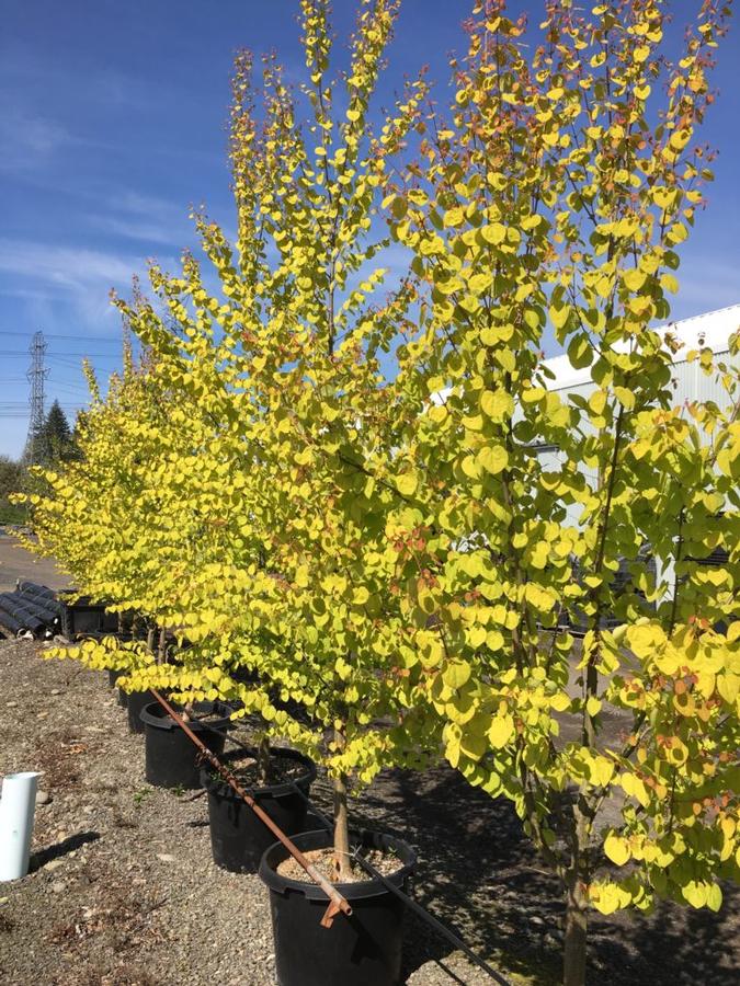 Cercidiphyllum japonicum Claim Jumper™