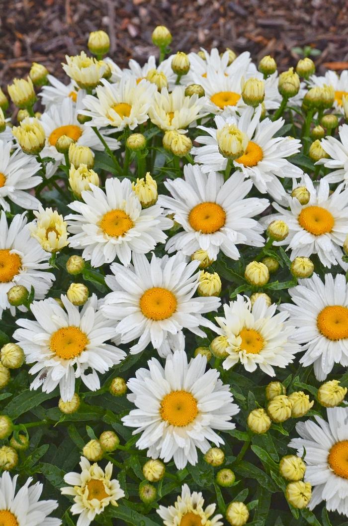 Leucanthemum x superbum Cream Puff