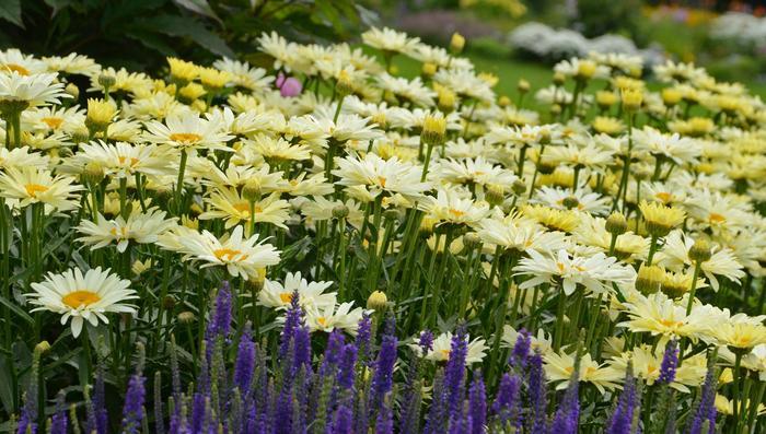 Leucanthemum x superbum Amazing Daisies® Banana Cream II