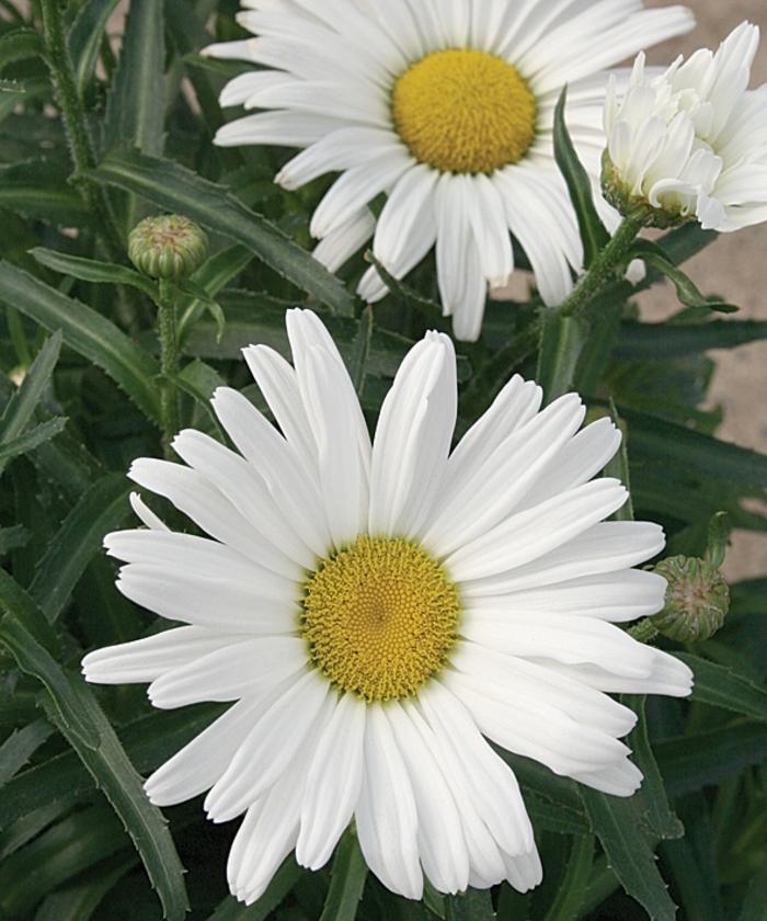 Leucanthemum x superbum Amazing Daisies® Daisy May®