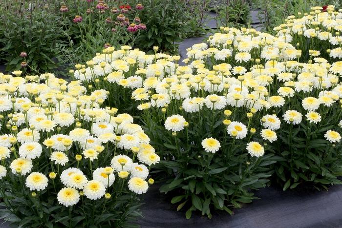 Leucanthemum x superbum Lemon Puff™