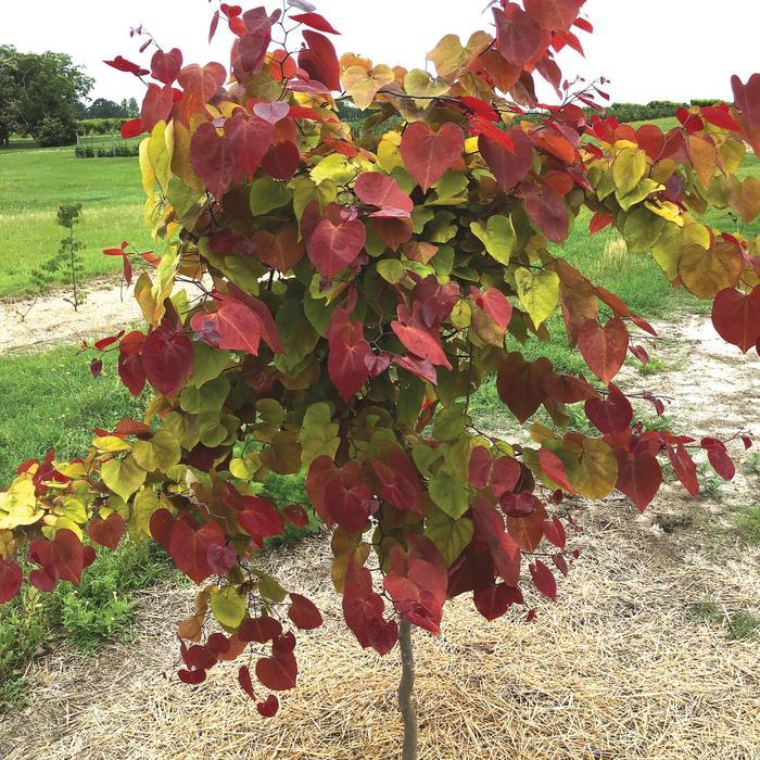 Cercis canadensis Flame Thrower®