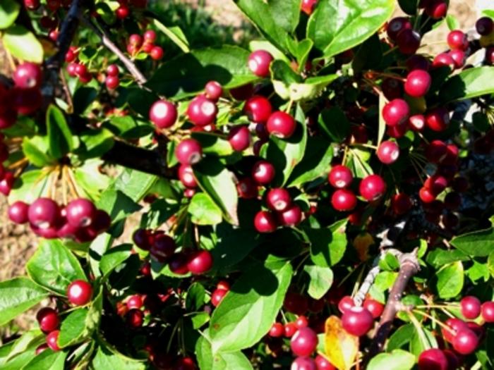 Malus sargentii