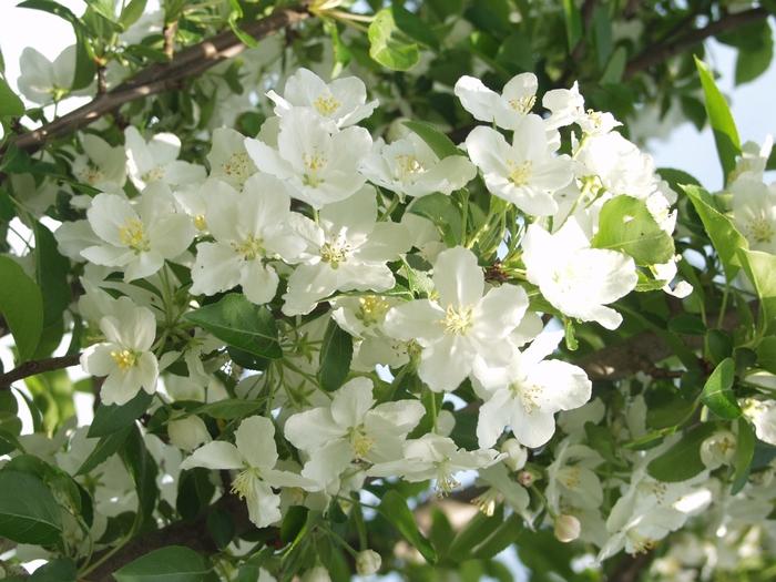 Malus Adirondack