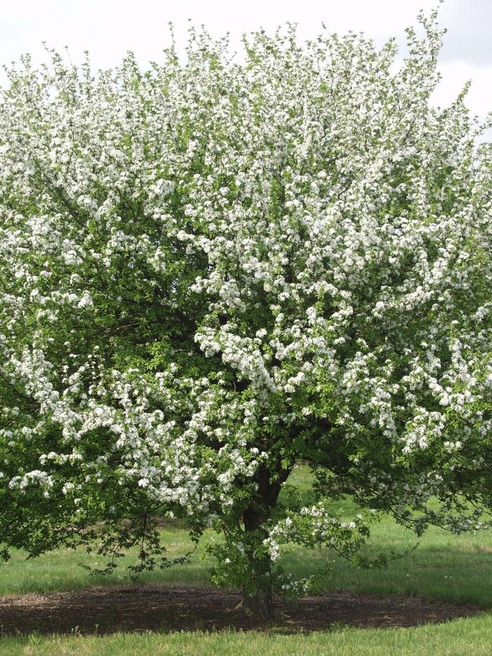 Malus Harvest Gold®